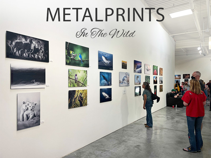MetalPrints In The Wild